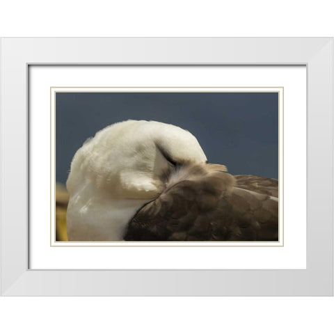 Saunders Island Black-browed albatross resting White Modern Wood Framed Art Print with Double Matting by Illg, Cathy and Gordon