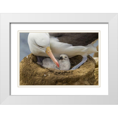 Saunders Island Black-browed albatross and chick White Modern Wood Framed Art Print with Double Matting by Illg, Cathy and Gordon