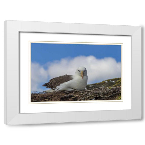 Saunders Island Black-browed albatross resting White Modern Wood Framed Art Print with Double Matting by Illg, Cathy and Gordon