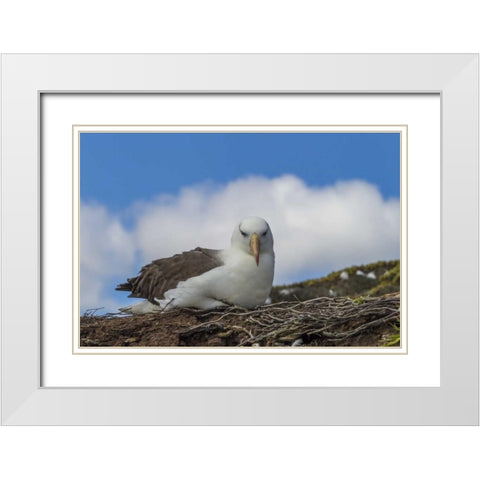 Saunders Island Black-browed albatross resting White Modern Wood Framed Art Print with Double Matting by Illg, Cathy and Gordon