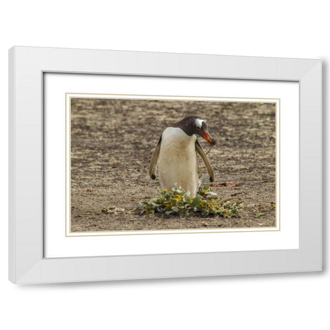 Saunders Isl Gentoo penguin with nest material White Modern Wood Framed Art Print with Double Matting by Illg, Cathy and Gordon