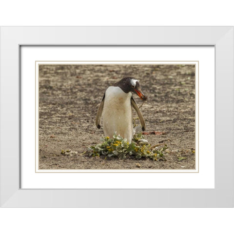 Saunders Isl Gentoo penguin with nest material White Modern Wood Framed Art Print with Double Matting by Illg, Cathy and Gordon