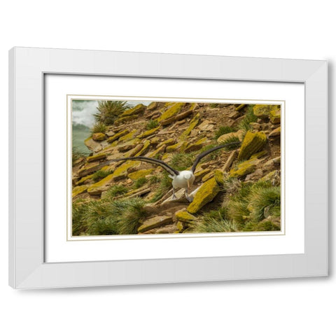 Saunders Island Black-browed albatross White Modern Wood Framed Art Print with Double Matting by Illg, Cathy and Gordon