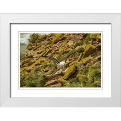 Saunders Island Black-browed albatross White Modern Wood Framed Art Print with Double Matting by Illg, Cathy and Gordon