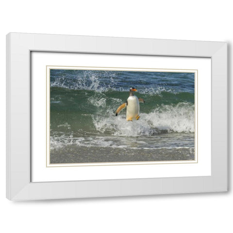 Sea Lion Island Gentoo penguin surfing on shore White Modern Wood Framed Art Print with Double Matting by Illg, Cathy and Gordon