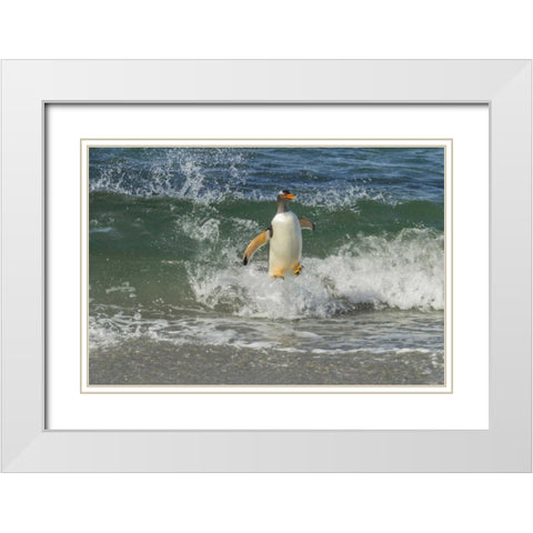 Sea Lion Island Gentoo penguin surfing on shore White Modern Wood Framed Art Print with Double Matting by Illg, Cathy and Gordon