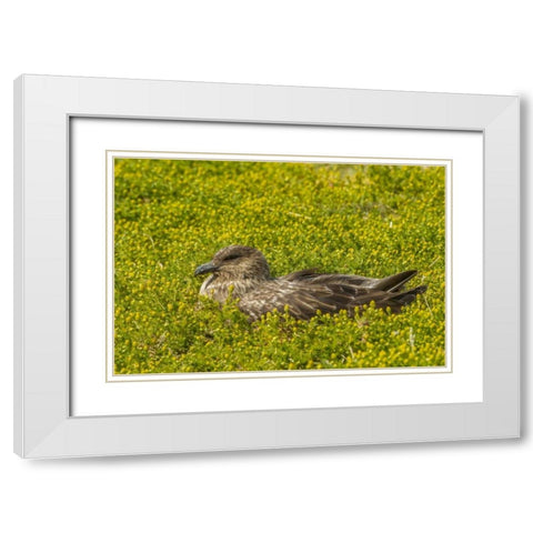 Sea Lion Island Falkland skua on nest White Modern Wood Framed Art Print with Double Matting by Illg, Cathy and Gordon