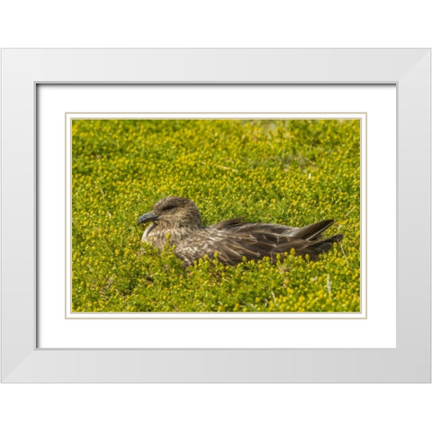 Sea Lion Island Falkland skua on nest White Modern Wood Framed Art Print with Double Matting by Illg, Cathy and Gordon