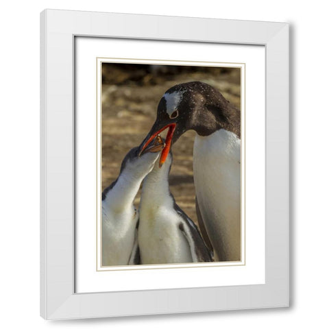 Sea Lion Island Gentoo penguin feeding chicks White Modern Wood Framed Art Print with Double Matting by Illg, Cathy and Gordon