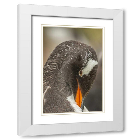 Bleaker Island Gentoo penguin adult preening White Modern Wood Framed Art Print with Double Matting by Illg, Cathy and Gordon