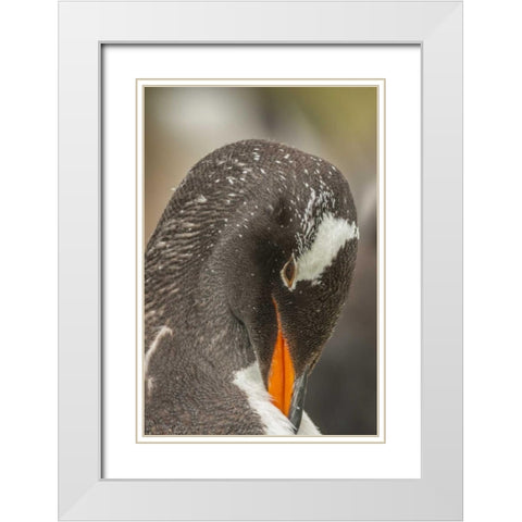 Bleaker Island Gentoo penguin adult preening White Modern Wood Framed Art Print with Double Matting by Illg, Cathy and Gordon