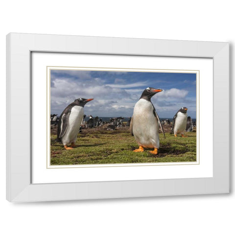 Falkland Islands, Bleaker Island Gentoo penguins White Modern Wood Framed Art Print with Double Matting by Illg, Cathy and Gordon