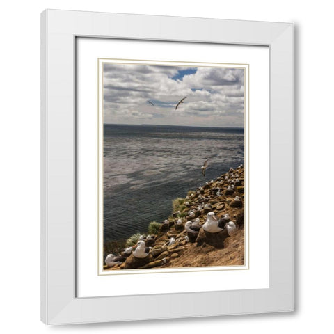 Saunders Island Black-browed albatross colony White Modern Wood Framed Art Print with Double Matting by Illg, Cathy and Gordon