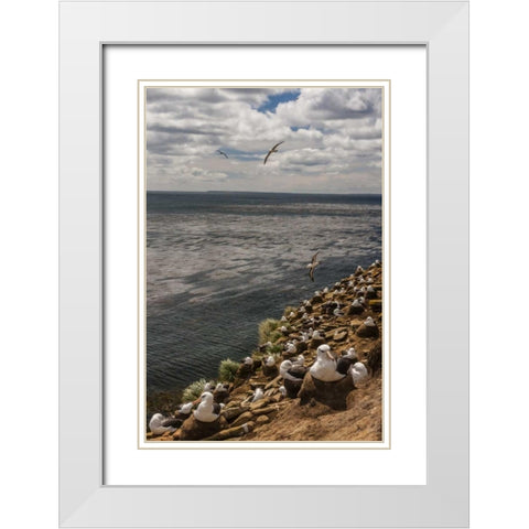 Saunders Island Black-browed albatross colony White Modern Wood Framed Art Print with Double Matting by Illg, Cathy and Gordon