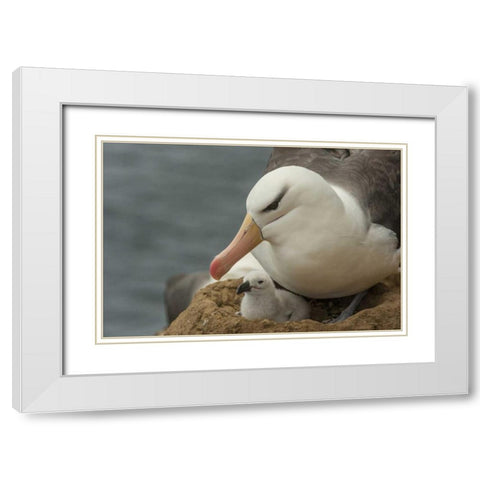 Saunders Island Black-browed albatross and chick White Modern Wood Framed Art Print with Double Matting by Illg, Cathy and Gordon