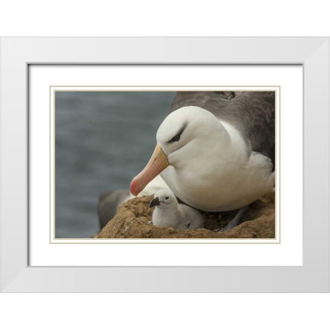 Saunders Island Black-browed albatross and chick White Modern Wood Framed Art Print with Double Matting by Illg, Cathy and Gordon