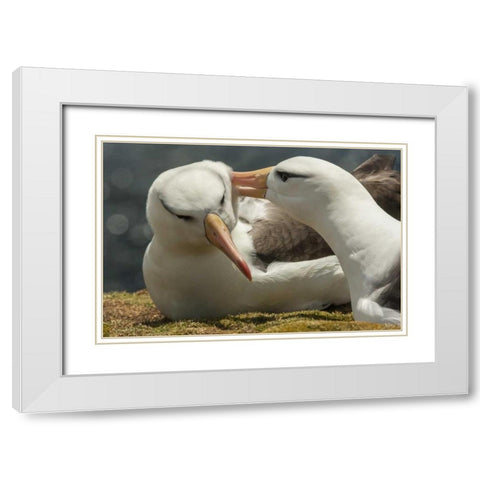 Saunders Island Black-browed albatross courtship White Modern Wood Framed Art Print with Double Matting by Illg, Cathy and Gordon