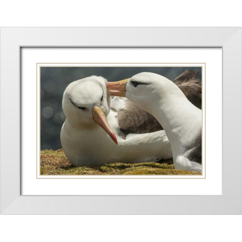 Saunders Island Black-browed albatross courtship White Modern Wood Framed Art Print with Double Matting by Illg, Cathy and Gordon