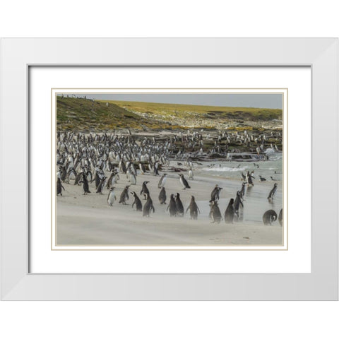 Bleaker Island Magellanic and Gentoo penguins White Modern Wood Framed Art Print with Double Matting by Illg, Cathy and Gordon