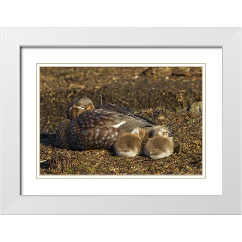 Bleaker Island Steamer duck and chicks White Modern Wood Framed Art Print with Double Matting by Illg, Cathy and Gordon