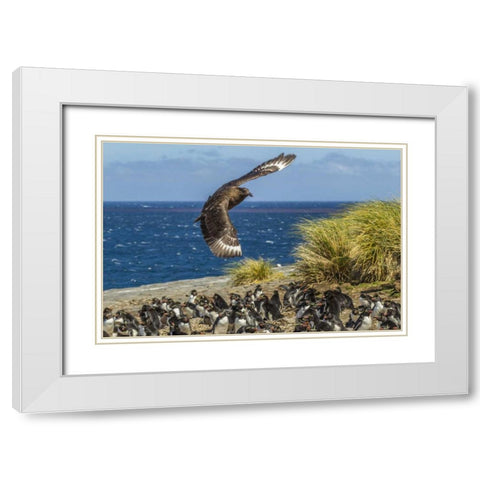 Bleaker Island Falkland skua over penguin colony White Modern Wood Framed Art Print with Double Matting by Illg, Cathy and Gordon