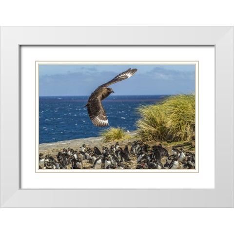 Bleaker Island Falkland skua over penguin colony White Modern Wood Framed Art Print with Double Matting by Illg, Cathy and Gordon