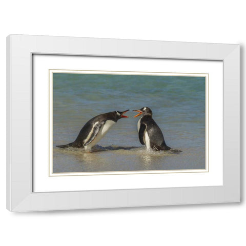 Bleaker Island Gentoo penguins arguing White Modern Wood Framed Art Print with Double Matting by Illg, Cathy and Gordon