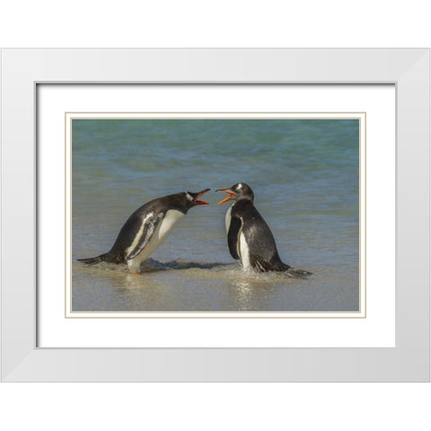 Bleaker Island Gentoo penguins arguing White Modern Wood Framed Art Print with Double Matting by Illg, Cathy and Gordon