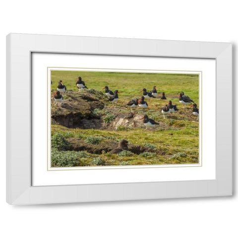 Carcass Island Magellanic oystercatchers on edge White Modern Wood Framed Art Print with Double Matting by Illg, Cathy and Gordon