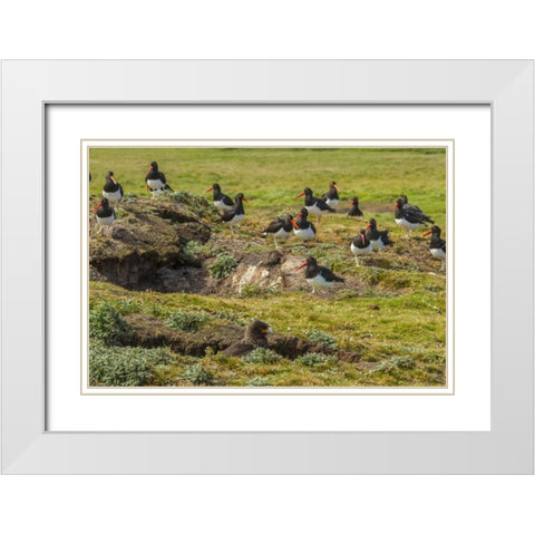 Carcass Island Magellanic oystercatchers on edge White Modern Wood Framed Art Print with Double Matting by Illg, Cathy and Gordon