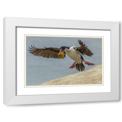 Carcass Island Imperial shag with nest material White Modern Wood Framed Art Print with Double Matting by Illg, Cathy and Gordon