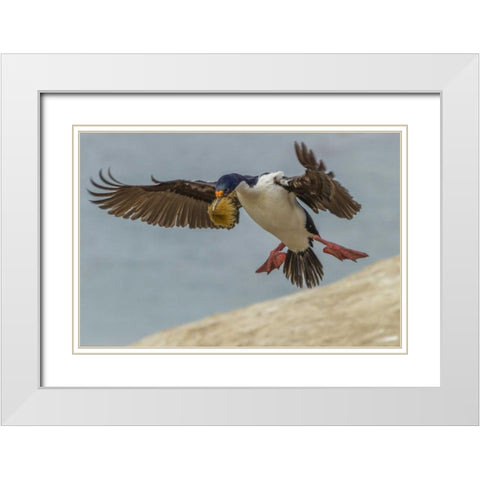 Carcass Island Imperial shag with nest material White Modern Wood Framed Art Print with Double Matting by Illg, Cathy and Gordon
