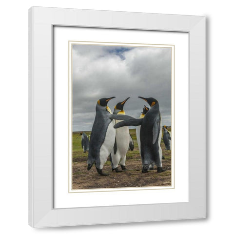 Falkland Islands, Volunteer Point King penguins White Modern Wood Framed Art Print with Double Matting by Illg, Cathy and Gordon