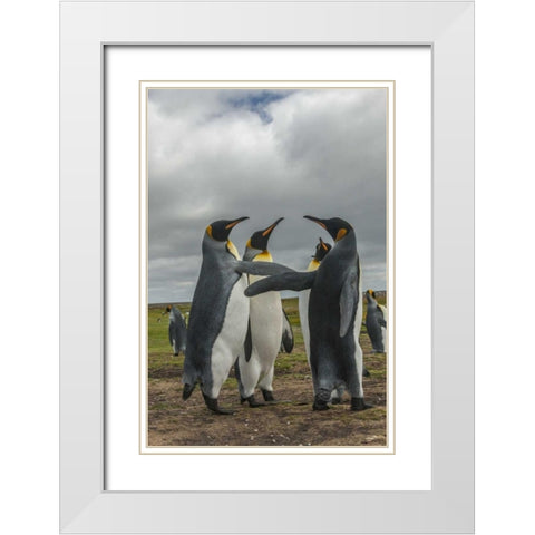 Falkland Islands, Volunteer Point King penguins White Modern Wood Framed Art Print with Double Matting by Illg, Cathy and Gordon
