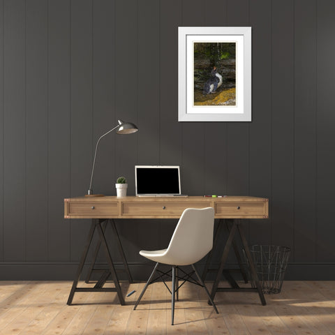 Saunders Island Rockhopper penguin bathing White Modern Wood Framed Art Print with Double Matting by Illg, Cathy and Gordon