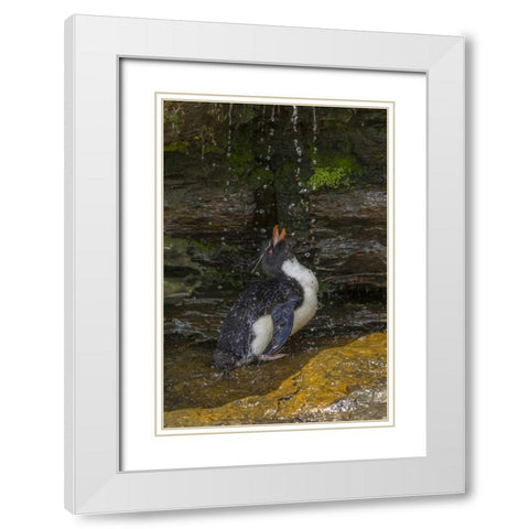 Saunders Island Rockhopper penguin bathing White Modern Wood Framed Art Print with Double Matting by Illg, Cathy and Gordon