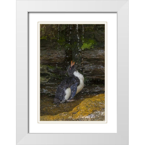 Saunders Island Rockhopper penguin bathing White Modern Wood Framed Art Print with Double Matting by Illg, Cathy and Gordon