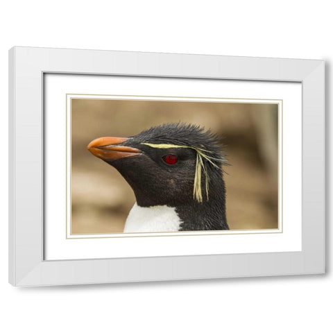 Saunders Island Rockhopper penguin portrait White Modern Wood Framed Art Print with Double Matting by Illg, Cathy and Gordon