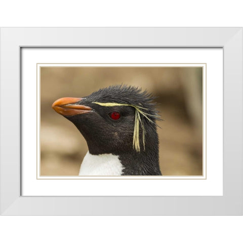 Saunders Island Rockhopper penguin portrait White Modern Wood Framed Art Print with Double Matting by Illg, Cathy and Gordon