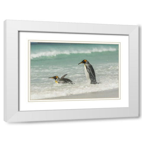 East Falkland King penguins in beach surf White Modern Wood Framed Art Print with Double Matting by Illg, Cathy and Gordon