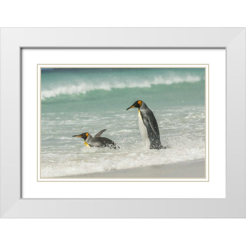 East Falkland King penguins in beach surf White Modern Wood Framed Art Print with Double Matting by Illg, Cathy and Gordon