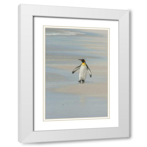 East Falkland King penguin walking on beach White Modern Wood Framed Art Print with Double Matting by Illg, Cathy and Gordon