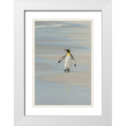 East Falkland King penguin walking on beach White Modern Wood Framed Art Print with Double Matting by Illg, Cathy and Gordon