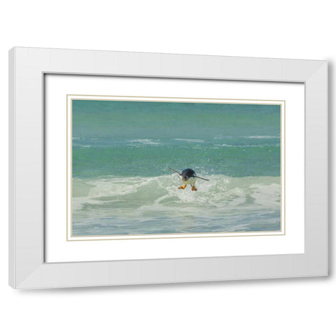 East Falkland Gentoo penguin leaping in surf White Modern Wood Framed Art Print with Double Matting by Illg, Cathy and Gordon