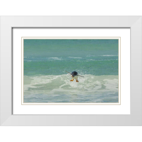 East Falkland Gentoo penguin leaping in surf White Modern Wood Framed Art Print with Double Matting by Illg, Cathy and Gordon