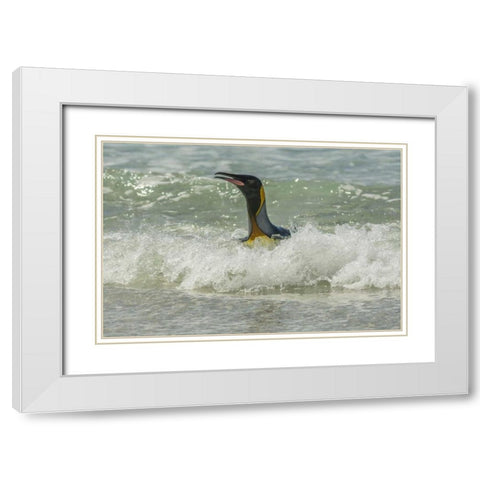 East Falkland King penguin in surf White Modern Wood Framed Art Print with Double Matting by Illg, Cathy and Gordon