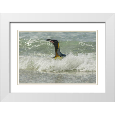 East Falkland King penguin in surf White Modern Wood Framed Art Print with Double Matting by Illg, Cathy and Gordon