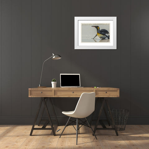 East Falkland King penguin on beach White Modern Wood Framed Art Print with Double Matting by Illg, Cathy and Gordon