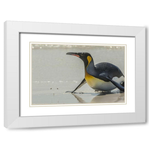 East Falkland King penguin on beach White Modern Wood Framed Art Print with Double Matting by Illg, Cathy and Gordon