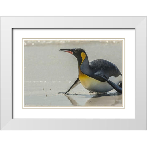 East Falkland King penguin on beach White Modern Wood Framed Art Print with Double Matting by Illg, Cathy and Gordon